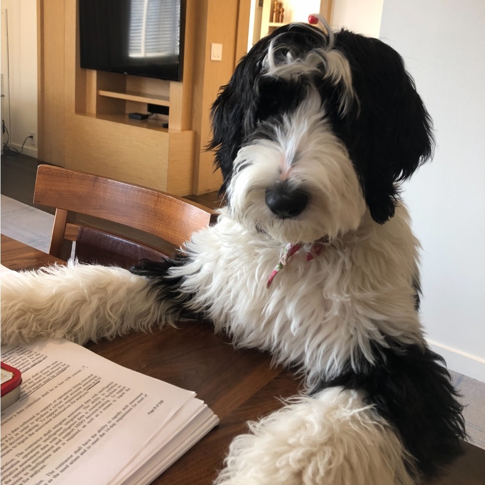 LIKE THIS POST TO BE NOTIFIED FOR SHOWS!